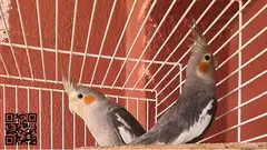 Parrot