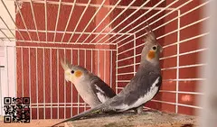 Parrot - 2