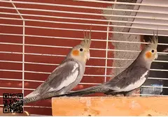 Parrot - 3