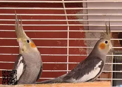 Parrot - 4