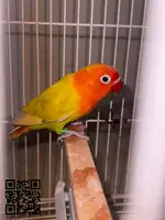 Agaponis