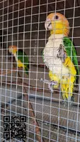 Loros caiques cabeza naranja pareja