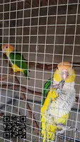 Loros caiques cabeza naranja pareja - 2