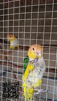 Loros caiques cabeza naranja pareja - 3