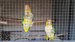 Loros caiques cabeza naranja pareja - 4