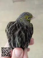 CANARIOS DE COLOR : GAMA NEGRO COVALTO "TOY"