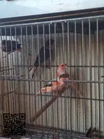 Arlequines