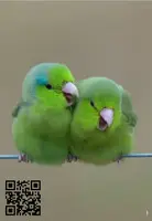 Parejas Forpus coelestis