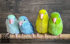 Parejas Forpus coelestis - 2