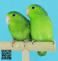 Parejas Forpus coelestis - 3