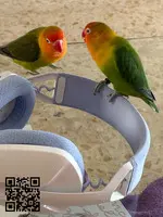 Agapornis en venta