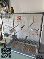 Agapornis en venta - 2