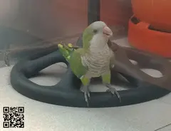 Loro Argentino