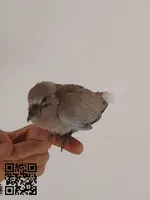 Tórtola Pollito