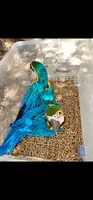 Guacamayo ararauna 2meses y medio
