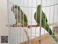 Pareja loros argentinos