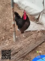 Gallos australiano machos