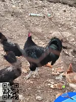 Gallos australiano machos - 2