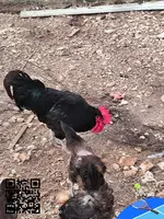 Gallos australiano machos - 3