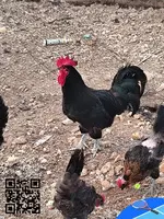 Gallos australiano machos - 4