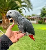 Adopto Yaco cola roja