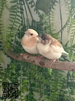 Parejas isabelitas del japón