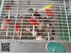 Canarios de color y canto - 4