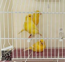 Canarios Amarillos