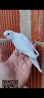 Periquitos