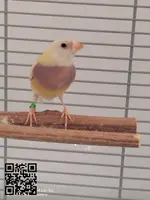 Se vende diamante de gould