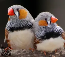 Mandarines e isabelas