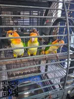 Caiques cabeza naranja
