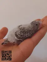 PERIQUITO PAPILLERO