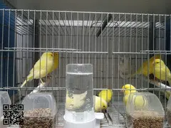 Canarias amarillas