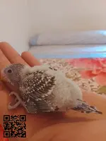 PERIQUITO PAPILLERO
