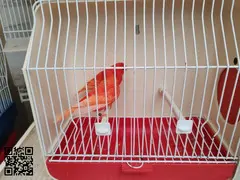 Canario rojo
