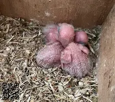 Agapornis Personatas y Fischer papilleros