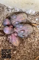 Agapornis Personatas y Fischer papilleros - 2