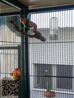 Vendo agapornis Rosicolis