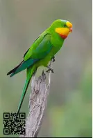 Loro barraband
