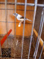 Canarias y canarios - 3