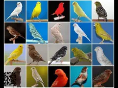 Pájaros canarios