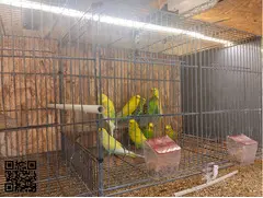 Cedo o cambio periquitos