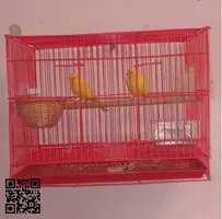PAREJA CANARIOS ANILLADOS CRIANDO