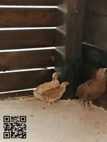 Regalo 3 machos de codorniz