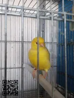 2 Canarias lipocromo amarillo