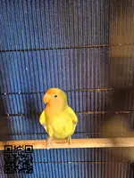 Agapornis Pastelino
