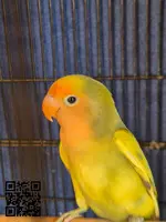 Agapornis Pastelino