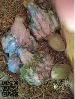Papilleros de agapornis