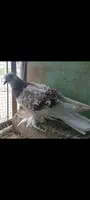Pareja palomas rizadas